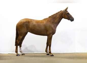 Belgian Warmblood, Mare, 5 years, 16,1 hh, Chestnut-Red
