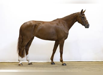 Belgian Warmblood, Mare, 5 years, 16,1 hh, Chestnut-Red