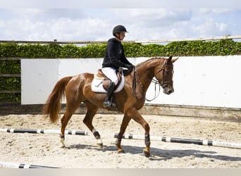 Belgian Warmblood, Mare, 5 years, 16,1 hh, Chestnut-Red