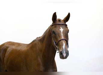 Belgian Warmblood, Mare, 5 years, 16,1 hh, Chestnut-Red