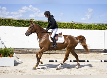 Belgian Warmblood, Mare, 5 years, 16,1 hh, Chestnut-Red