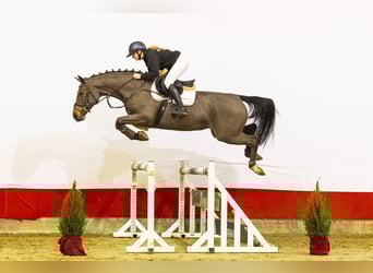 Belgian Warmblood, Mare, 5 years, 16,1 hh