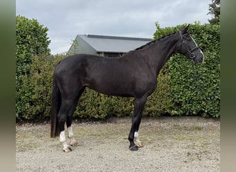 Belgian Warmblood, Mare, 5 years, 17 hh, Black