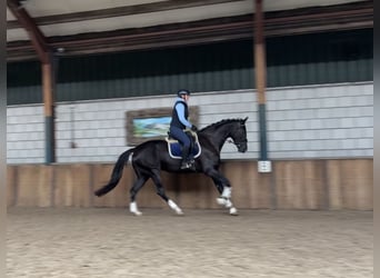 Belgian Warmblood, Mare, 5 years, 17 hh, Black
