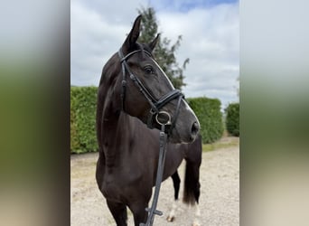 Belgian Warmblood, Mare, 5 years, 17 hh, Black