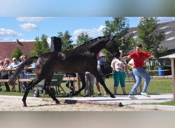 Belgian Warmblood, Mare, 5 years, 17 hh, Black