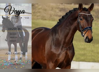 Belgian Warmblood, Mare, 5 years, 17 hh, Brown