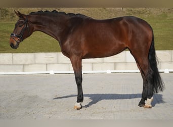 Belgian Warmblood, Mare, 5 years, 17 hh, Brown