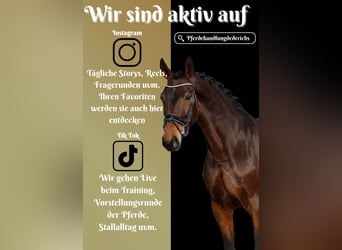 Belgian Warmblood, Mare, 5 years, 17 hh, Brown
