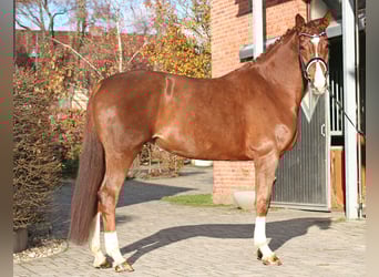 Belgian Warmblood, Mare, 5 years, 17 hh, Chestnut