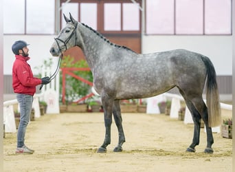 Belgian Warmblood, Mare, 5 years, Brown