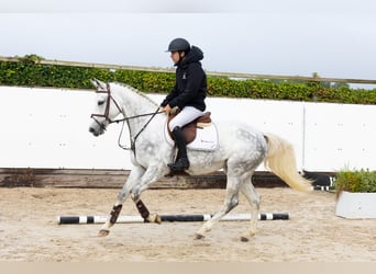 Belgian Warmblood, Mare, 5 years, Grey