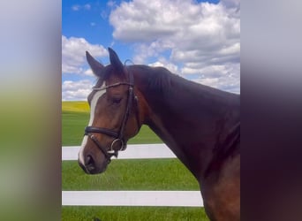 Belgian Warmblood, Mare, 6 years, 15.3 hh, Brown