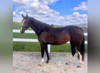 Belgian Warmblood, Mare, 6 years, 15.3 hh, Brown