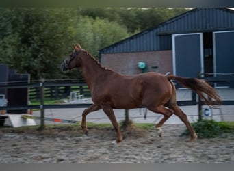 Belgian Warmblood, Mare, 6 years, 15.3 hh, Chestnut-Red