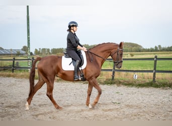 Belgian Warmblood, Mare, 6 years, 15.3 hh, Chestnut-Red