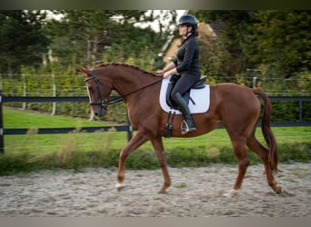 Belgian Warmblood, Mare, 6 years, 15.3 hh, Chestnut-Red