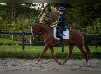 Belgian Warmblood, Mare, 6 years, 15.3 hh, Chestnut-Red