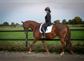 Belgian Warmblood, Mare, 6 years, 15.3 hh, Chestnut-Red