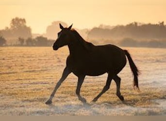 Belgian Warmblood, Mare, 6 years, 15,3 hh, Chestnut-Red