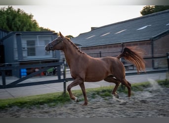 Belgian Warmblood, Mare, 6 years, 15,3 hh, Chestnut-Red