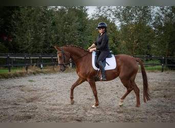 Belgian Warmblood, Mare, 6 years, 15,3 hh, Chestnut-Red