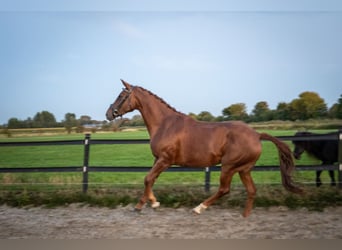 Belgian Warmblood, Mare, 6 years, 15,3 hh, Chestnut-Red