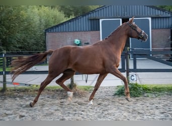 Belgian Warmblood, Mare, 6 years, 15,3 hh, Chestnut-Red