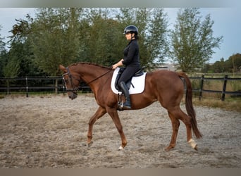 Belgian Warmblood, Mare, 6 years, 15,3 hh, Chestnut-Red