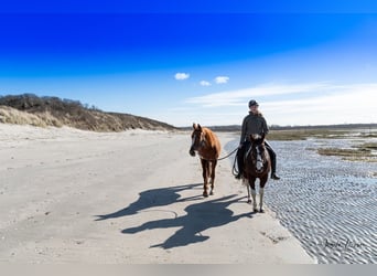 Belgian Warmblood, Mare, 6 years, 15,3 hh, Chestnut-Red