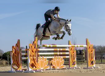 Belgian Warmblood, Mare, 6 years, 16.1 hh, Gray
