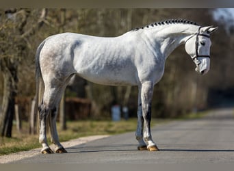 Belgian Warmblood, Mare, 6 years, 16.1 hh, Gray