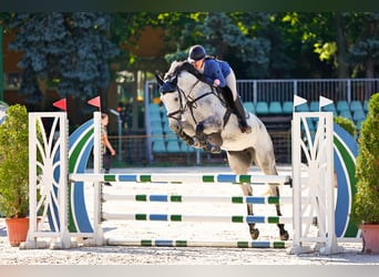 Belgian Warmblood, Mare, 6 years, 16.1 hh, Grey