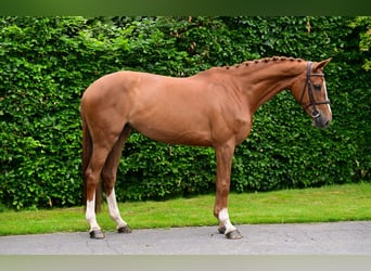 Belgian Warmblood, Mare, 6 years, 16.2 hh, Chestnut-Red