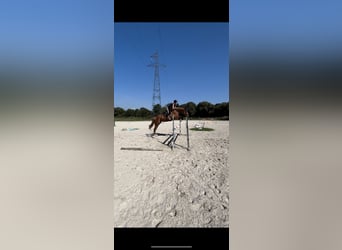 Belgian Warmblood, Mare, 6 years, 16.2 hh, Chestnut-Red