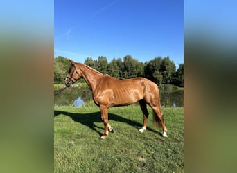 Belgian Warmblood, Mare, 6 years, 16.2 hh, Chestnut-Red