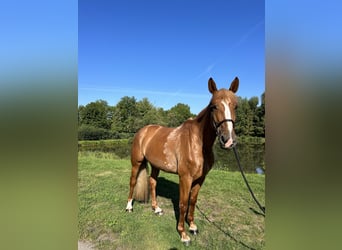Belgian Warmblood, Mare, 6 years, 16.2 hh, Chestnut-Red