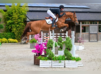 Belgian Warmblood, Mare, 6 years, 16 hh, Chestnut-Red