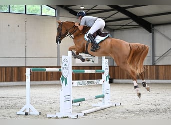 Belgian Warmblood, Mare, 6 years, 16,2 hh, Chestnut