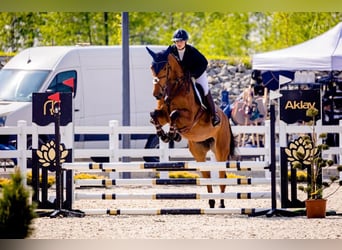 Belgian Warmblood, Mare, 6 years, 17,1 hh, Brown