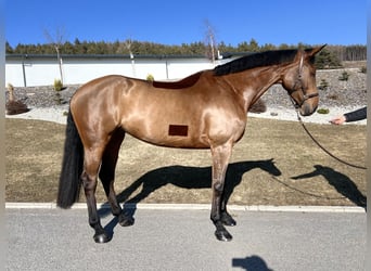 Belgian Warmblood, Mare, 6 years, 17,1 hh, Brown