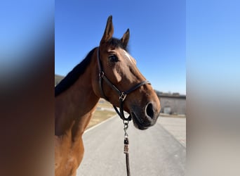 Belgian Warmblood, Mare, 6 years, 17,1 hh, Brown