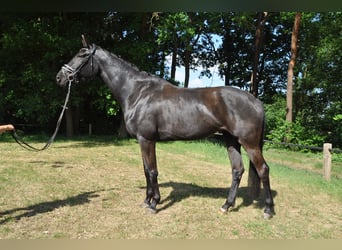 Belgian Warmblood, Mare, 6 years, 17 hh, Black