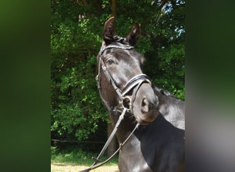 Belgian Warmblood, Mare, 6 years, 17 hh, Black