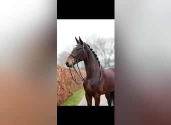 Belgian Warmblood, Mare, 6 years, 17,1 hh, Bay