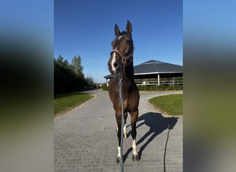 Belgian Warmblood, Mare, 6 years, Bay-Dark