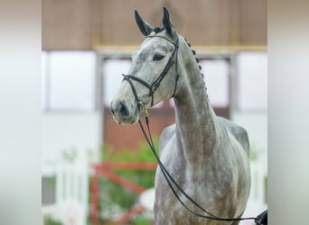 Belgian Warmblood, Mare, 6 years, Brown