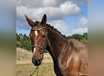 Belgian Warmblood Mix, Mare, 7 years, 15.3 hh, Brown Belgian Warmblood Mix, Mare, 7 years, 15.3 hh, Brown