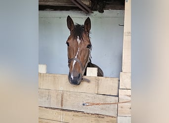 Belgian Warmblood Mix, Mare, 7 years, 15.3 hh, Brown Belgian Warmblood Mix, Mare, 7 years, 15.3 hh, Brown