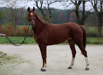 Belgian Warmblood, Mare, 7 years, 15.3 hh, Chestnut-Red